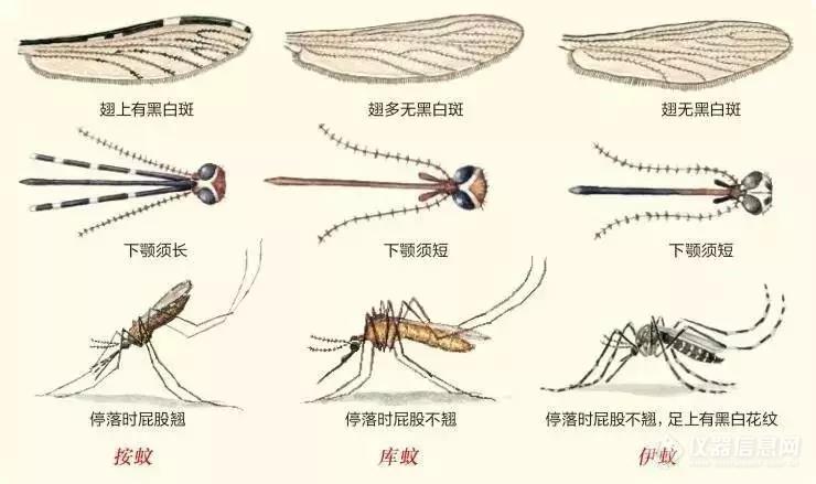 opton微观世界|第32期 夏日吸血鬼