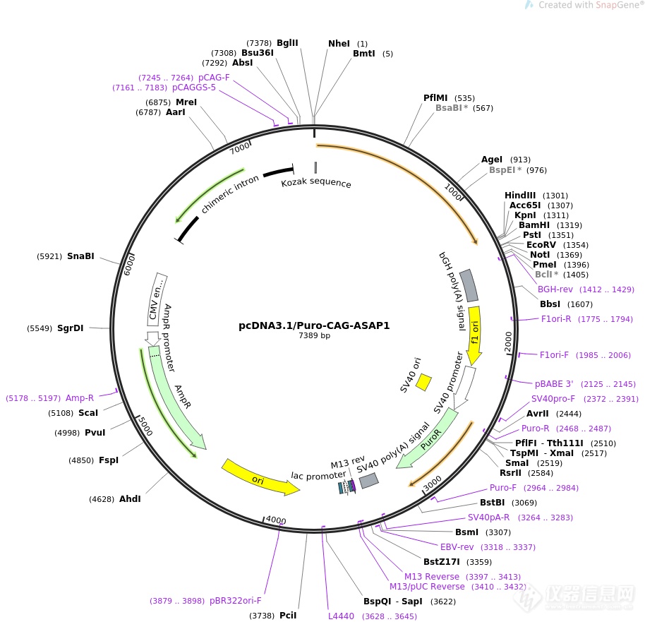 pcdna3.1-cd40l人源基因质粒