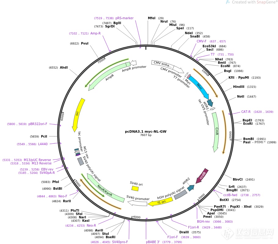 pcdna3.1-rnf41-m(1同义突变)小鼠基因质粒