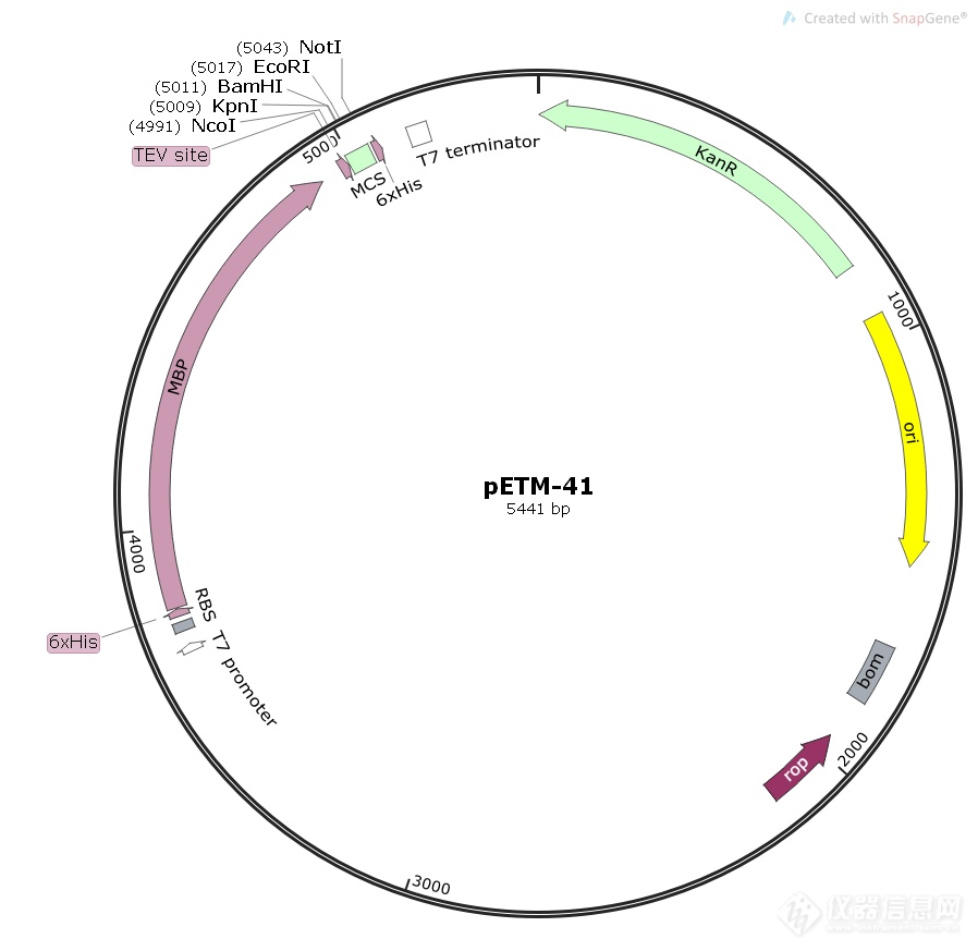 petm-41大肠表达质粒