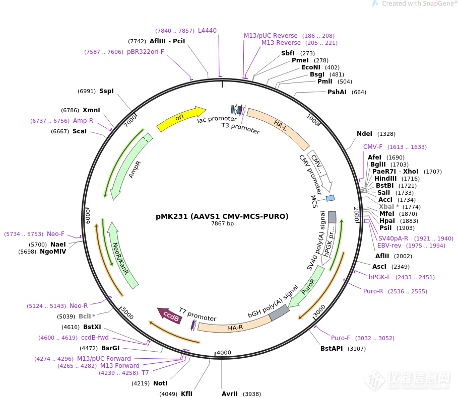 pmk231 (aavs1 cmv-mcs-puro) 哺乳基因敲入质粒