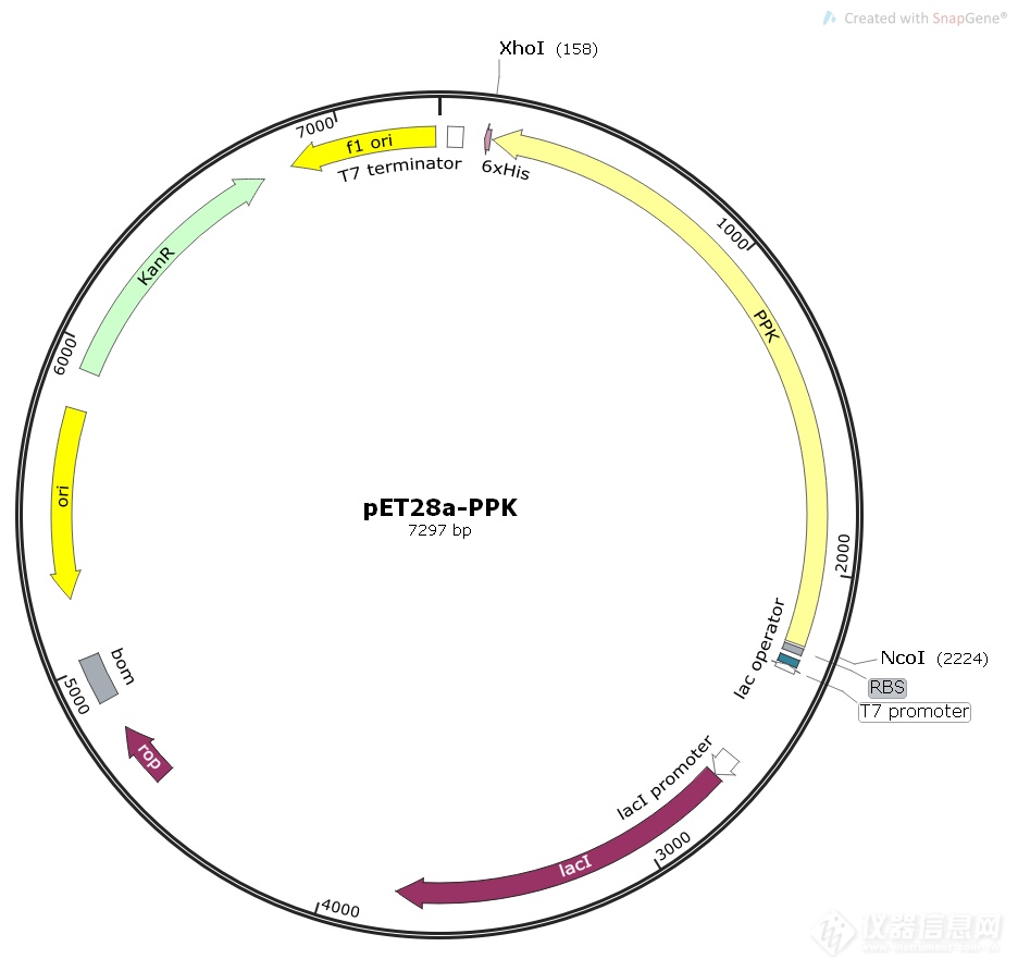 质粒图谱pet28a-ppk质粒可以转化到含de3的大肠杆菌中,通过iptg的诱导