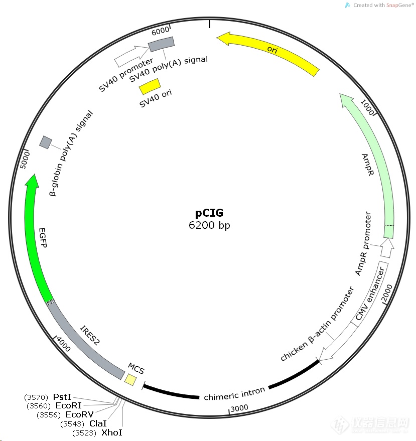 仪器信息网 上海钦诚生物 生物分子 pcig哺乳表达质粒 复制子:ori