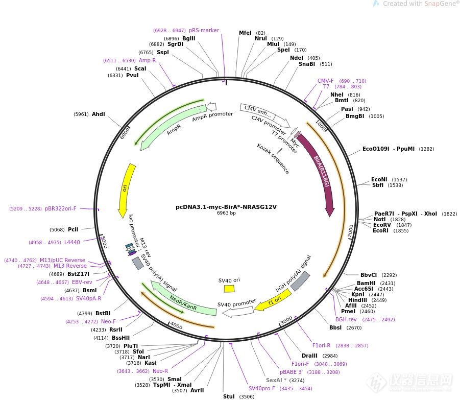 pcdna3.1-myc-hisb哺乳表达质粒_价格_上海钦诚生物科技有限公司