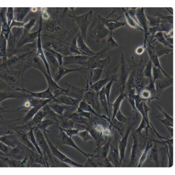 mc3t3-e1 小鼠胚胎成骨细胞