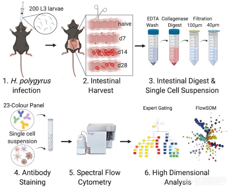 3激光23色寄生虫感染小鼠肠道免疫高维分析