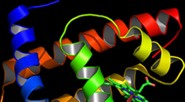 ETD线性离子阱质谱鉴定蛋白和翻译后修饰 