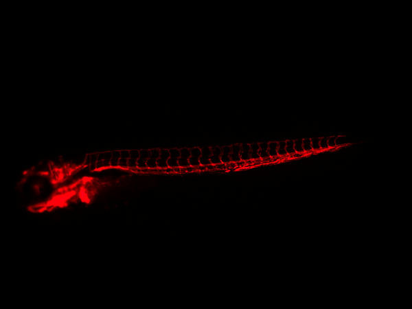 高倍体视荧光显微镜MZX200应用于斑马鱼观察