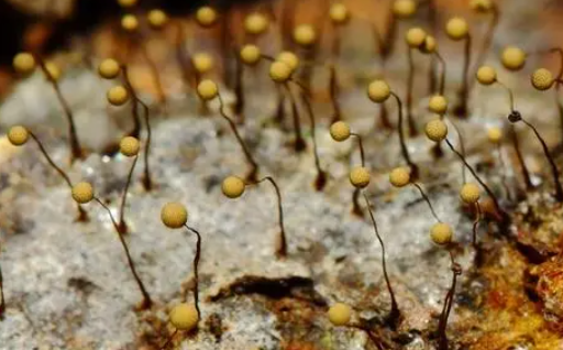 花脸香蘑的生物特性与生长环境及栽培技术与主要价值！