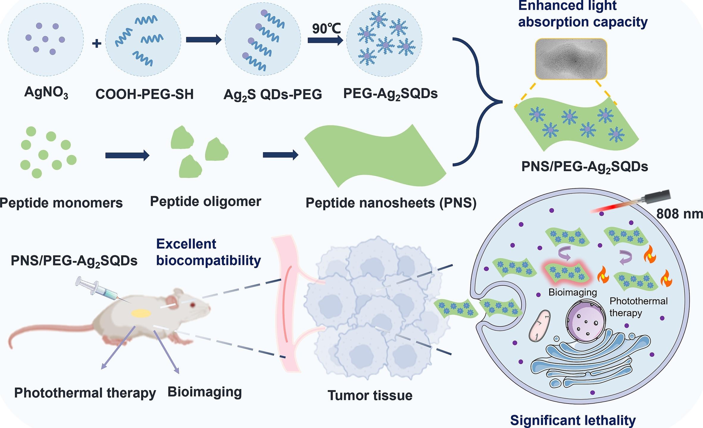 生物仿生Ag2S二维肽纳米平台用于协同肿瘤NIR-II荧光成像和光热疗法