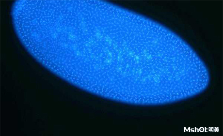 倒置荧光显微镜应用于细胞观察