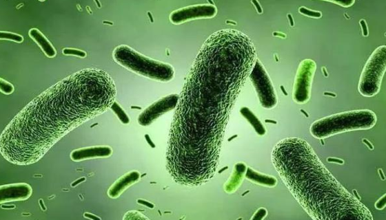 生物有机肥常用菌种巨大芽孢杆菌的功效有哪些？