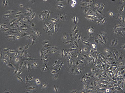 细胞培养用什么显微镜好？