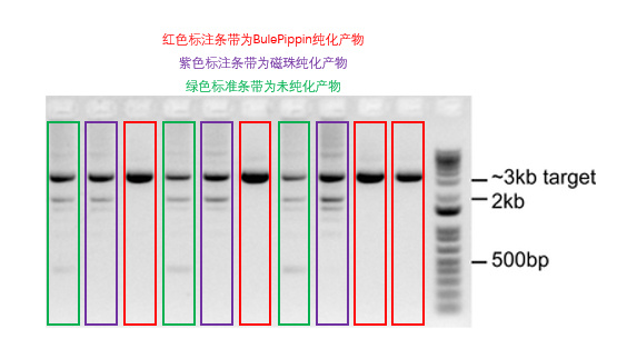 Blue Pippin全自动回收PCR产物提高病毒准种的鉴定准确性