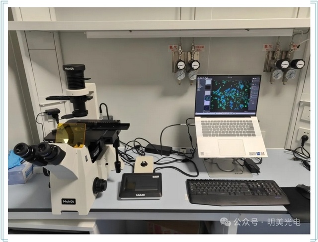 明美荧光生物显微镜MF53-M：细胞免疫荧光观察得力助手