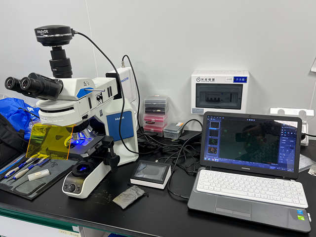研究级正置荧光显微镜MF43-N应用于基因育种花粉挑选
