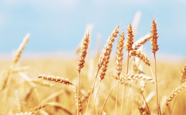 【收粮季】麦粒渐满，丰收在望，夏粮生产形势好！