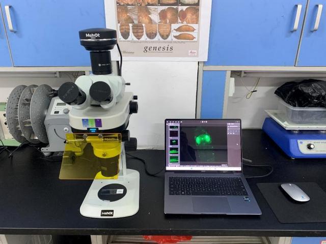 明美体视荧光显微镜MZX81，果蝇观察好帮手