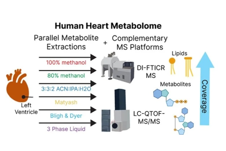 葛瑛团队成果|通过平行代谢物提取和高分辨率质谱对人体心脏组织进行全面的代谢组学分析