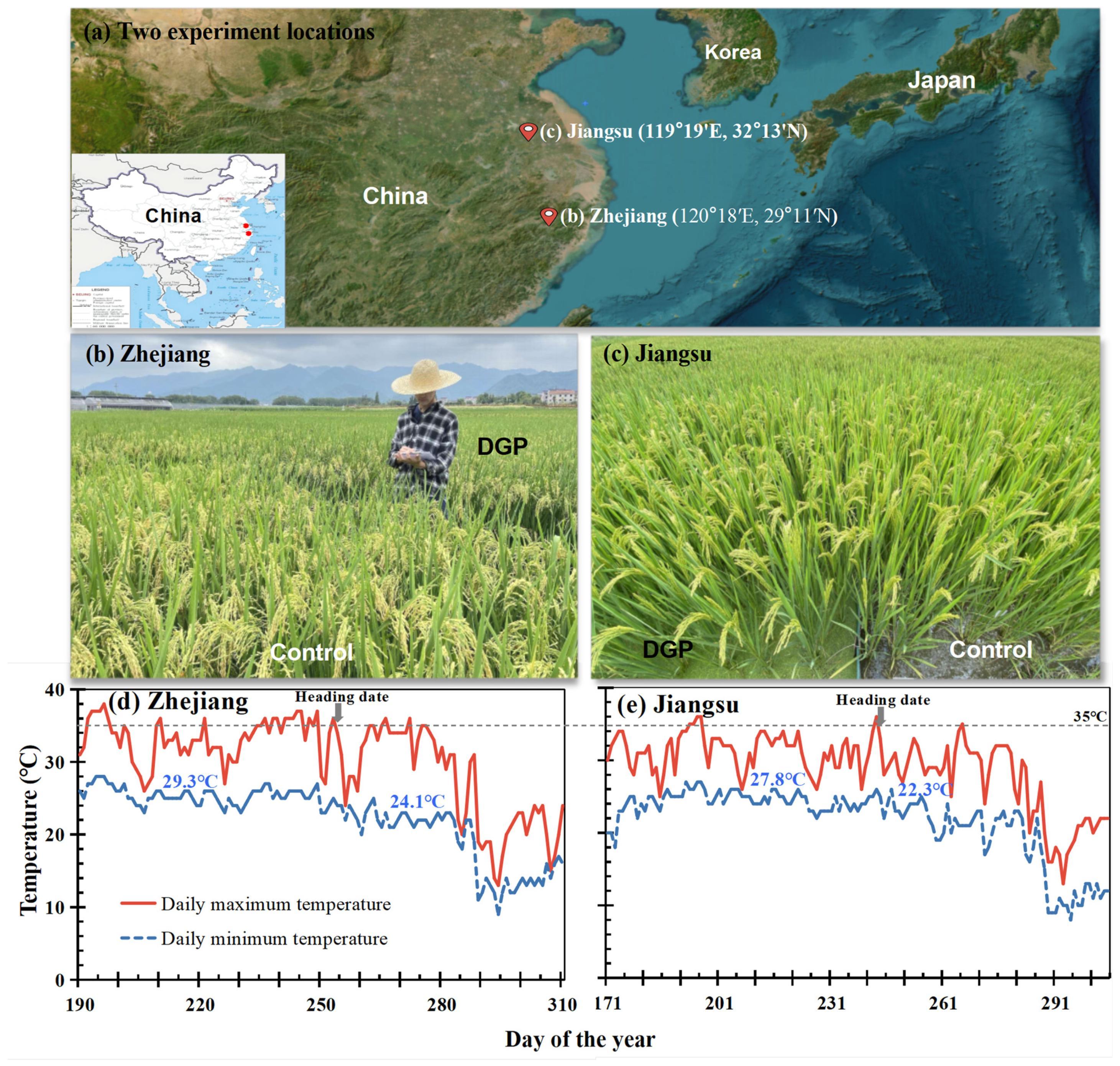 稻田中浮萍（Lemna minor L.）生长对水稻产量及其潜在原因的影响