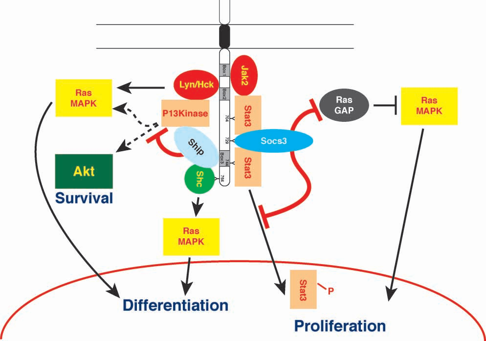 集落刺激因子G-CSF生物学功能及临床应用