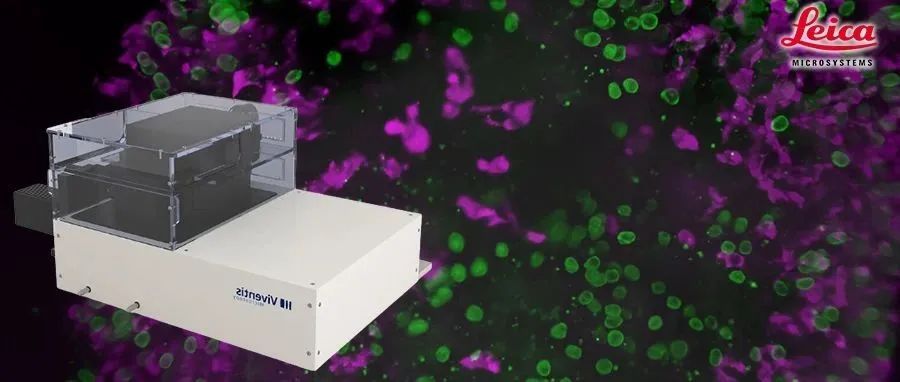 新活体光片：徕卡显微系统通过整合Viventis显微技术，为其产品组合增加了前沿光片解决方案
