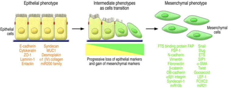 上皮间质转化(EMT)4种标志物介绍