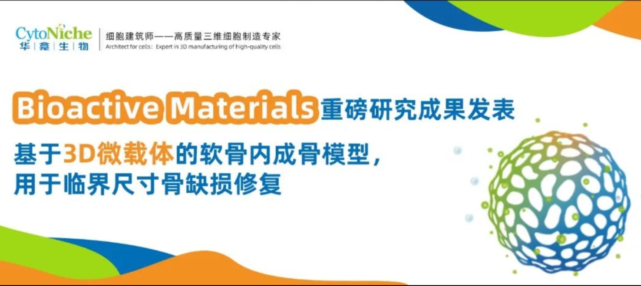 《Bioactive Materials》重磅研究成果发表：基于【3D微载体】的软骨内成骨模型，用于