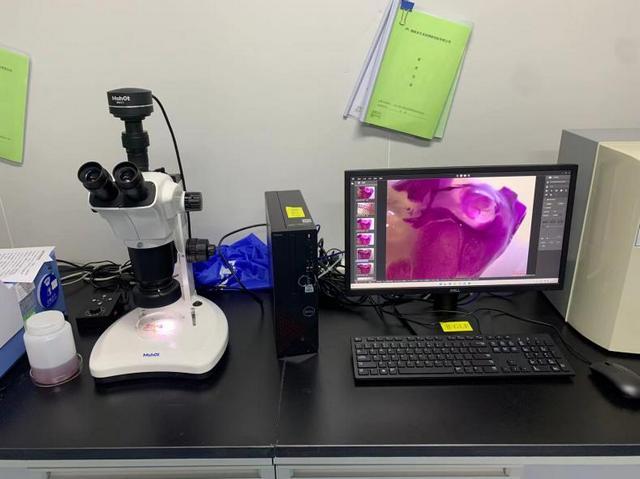 明美体视显微镜助力湖南生物企业，小动物大体组织观察更便捷