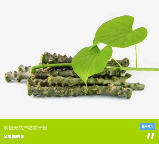【瑞士步琦】制备天然产物冻干粉——金果榄的茎