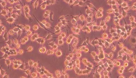 IEC-6大鼠小肠隐窝上皮细胞的培养技巧有哪些？