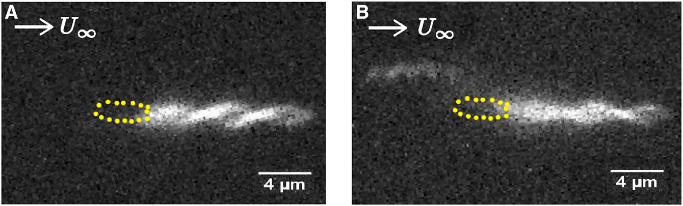 鑫图sCMOS相机 | 细菌鞭毛束的形成研究