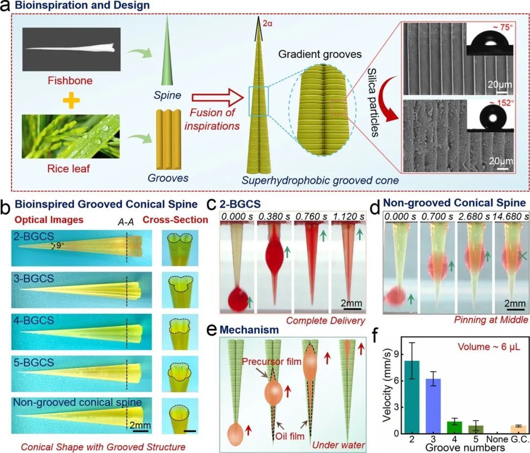 多仿生槽锥刺结构实现跨气-液界面微油滴高效定向操控，摩方助力仿生输送系统研发