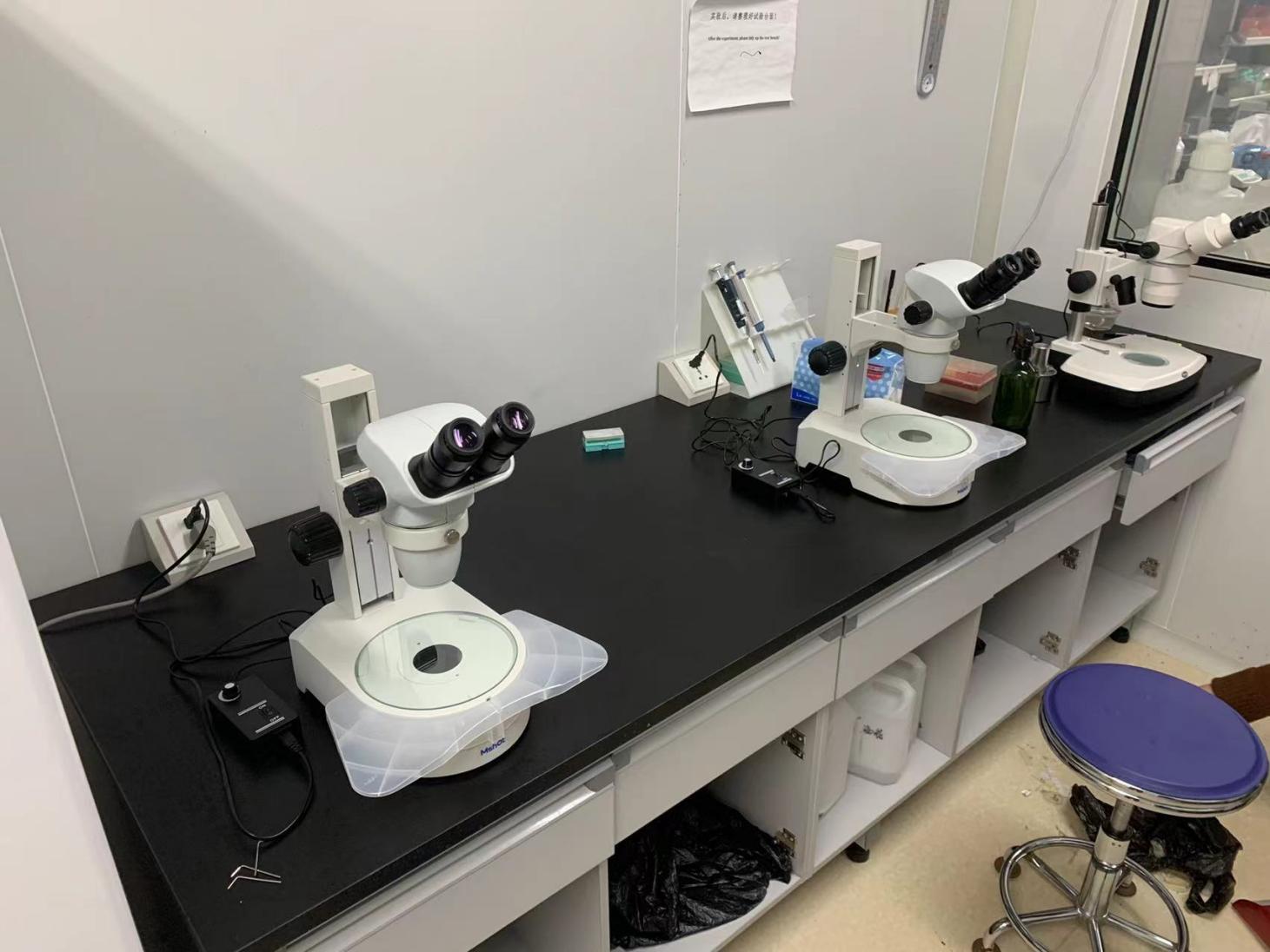 体视显微镜应用于线虫观察