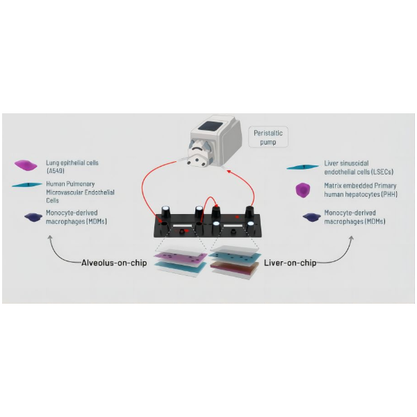 Dynamicorgan