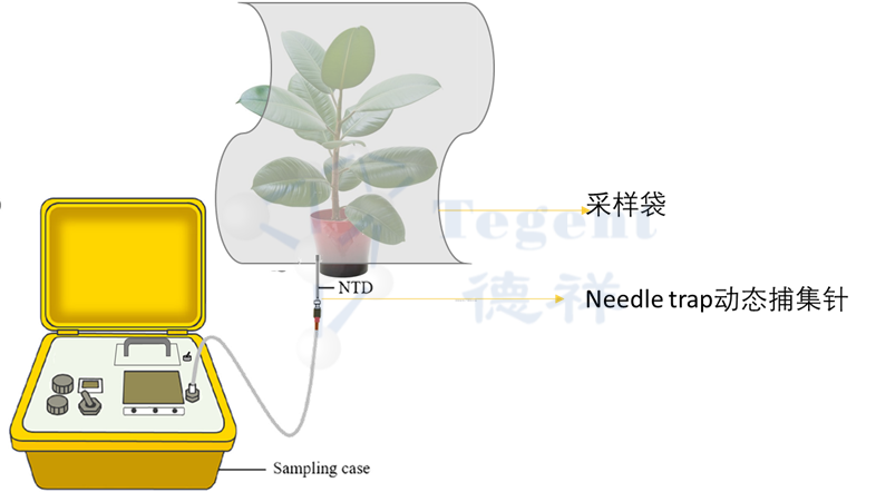 想要有效采样植物BVOC，这几个关键你一定要知道！