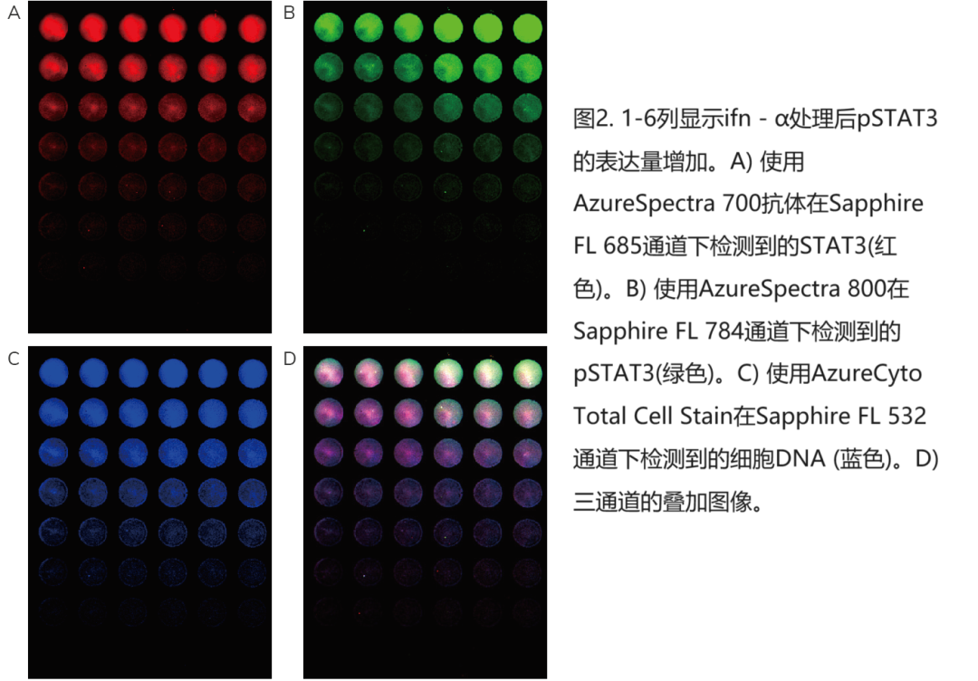 Sapphire FL卓越解决方案—助力释放In-Cell Western更多可能