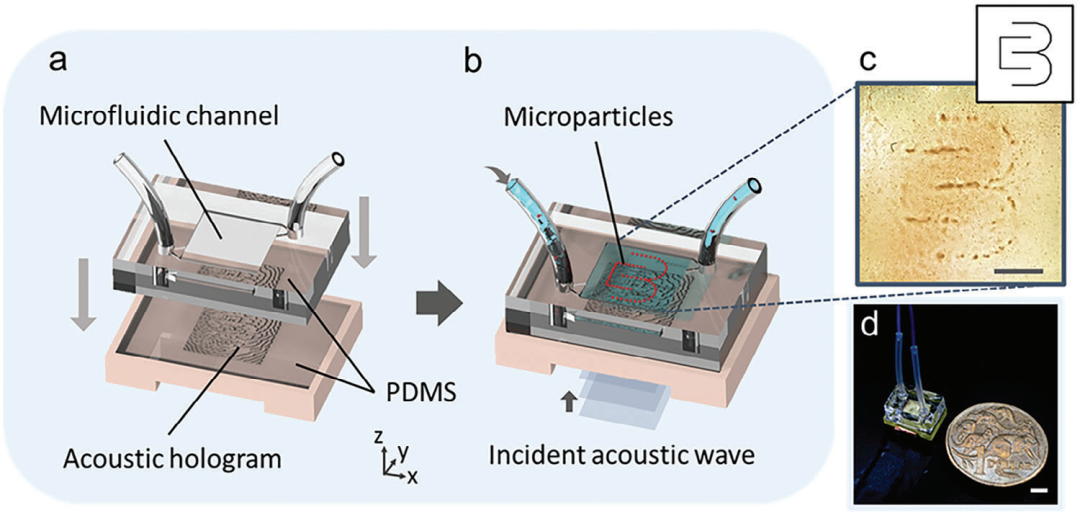 墨尔本大学David J. Collins课题组《Small》：用于可拆卸微流体装置的微声全息图