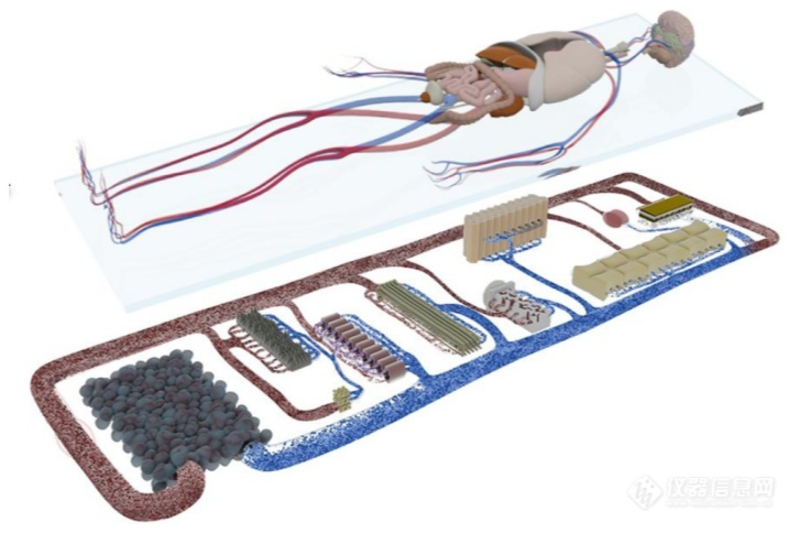 3i类器官成果|芯片上的患者—多器官串联芯片Multi-Organ-on-Chip应用于精准医疗