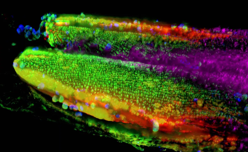 发育生物学图片库