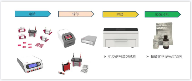 新品推荐|艾普拜Western Blot全流程解决方案来喽