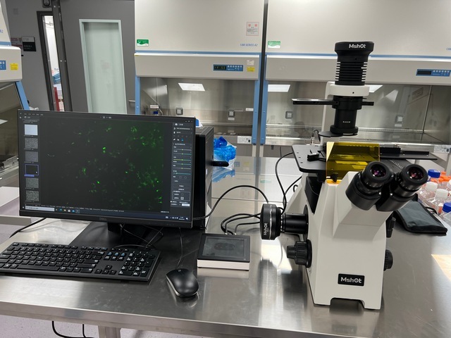 倒置荧光显微镜应用于深圳理工活细胞与荧光转染细胞观察