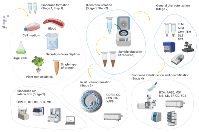 Nature Protocols揭示纳米材料生物冠的秘密：从结构解析到应用前景！