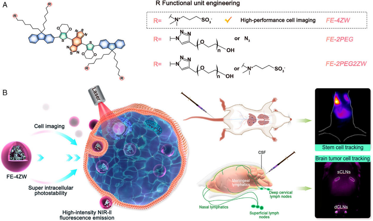 高性能细胞标记近红外二区NIR-II染料用于体内细胞追踪