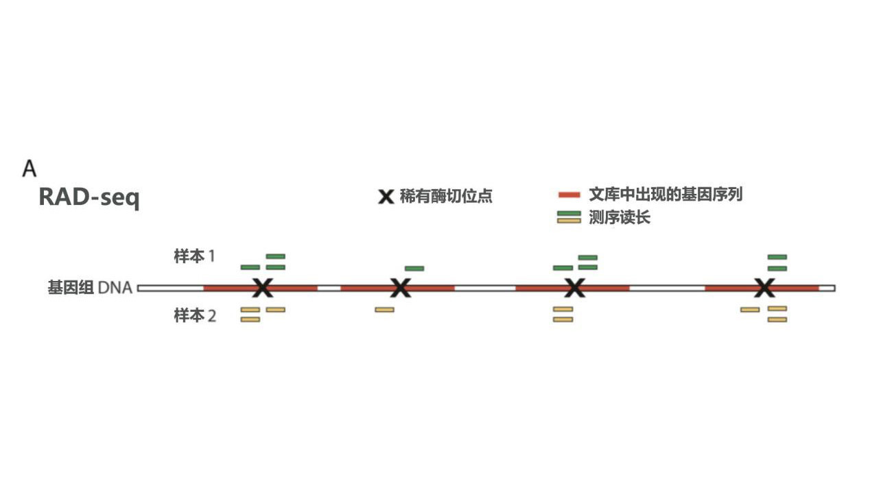 全自动DNA片段回收系统助力ddRAD-Seq测序进行大规模种群遗传多样性研究