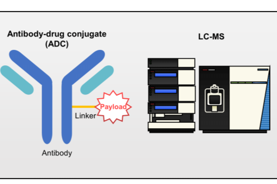 质谱从多维度“透视”ADC，为产品质量保驾护航