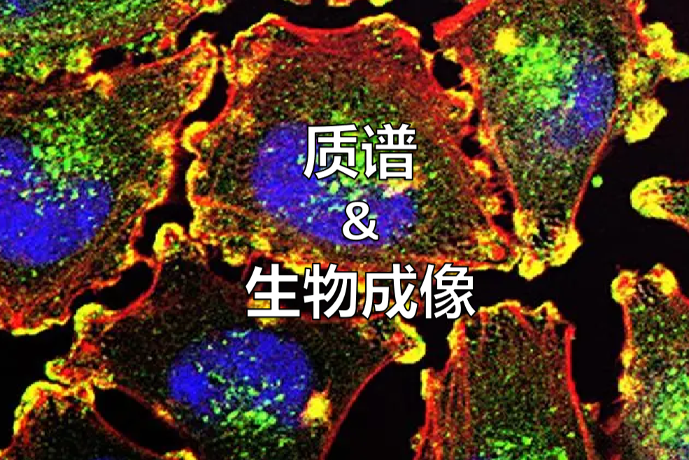 微观世界显真容：质谱成像助力生物医学研究