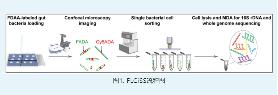 共聚焦荧光成像与单细胞分选技术联用，揭示肠道菌群的分裂模式及种属分类