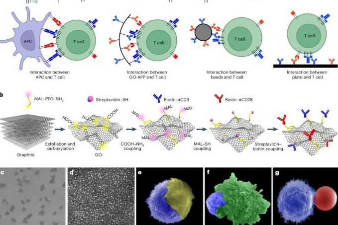 石墨烯氧化物在癌症免疫疗法中的应用创新！