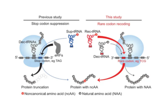 Science | 浙大林世贤团队开发一种稀有密码子重编码技术，实现非天然氨基酸高效、高保真度编码